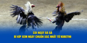 coi-ngay-da-ga-bi-kip-xem-chuan-chinh-xac-nhat-tu-hubet