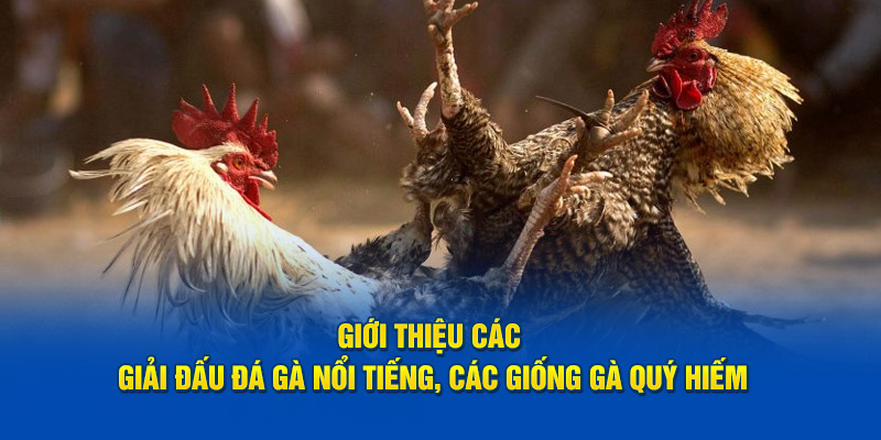 gioi-thieu-cac-giai-dau-da-ga-noi-tieng-cac-giong-ga-quy-hiem