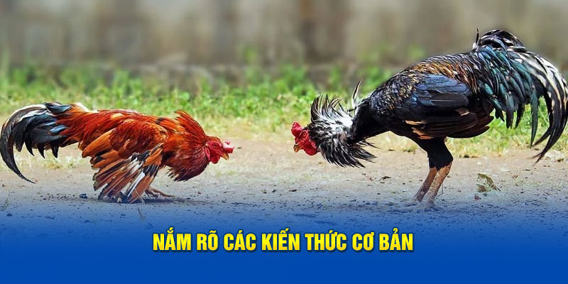 nam-ro-cac-kien-thuc-co-ban